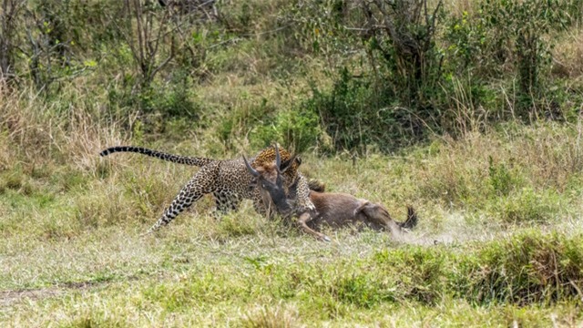 Nỗ lực hơn 3 tiếng đồng hồ và cái kết "ngọt ngào" dành cho báo hoa mai ảnh 2