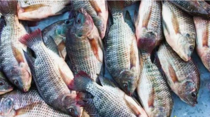 Tác hại của cá rô phi bạn phải biết càng sớm càng tốt - 1