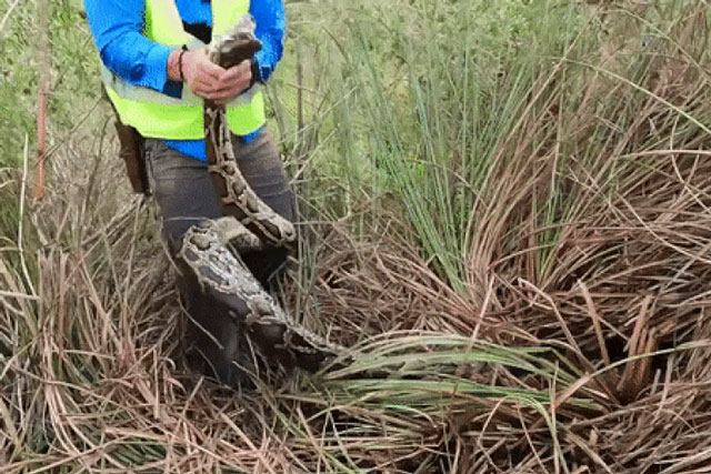 Clip: Thu phục tổ trăn khủng, phá kỉ lục với 111 quả trứng