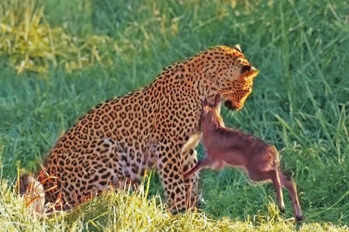 Nỗ lực sinh tồn bất thành của chú linh dương bé nhỏ trước "cái bóng" báo hoa mai quá lớn