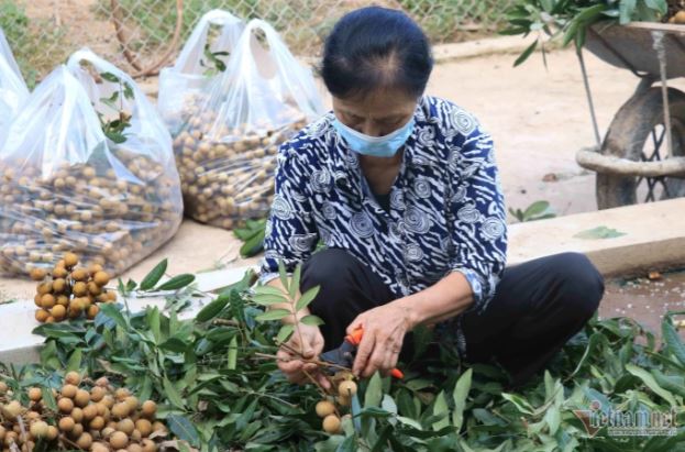 Những ai không nên ăn nhãn?