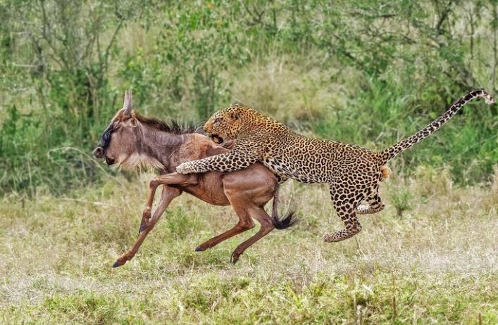 Nỗ lực hơn 3 tiếng đồng hồ và cái kết "ngọt ngào" dành cho báo hoa mai