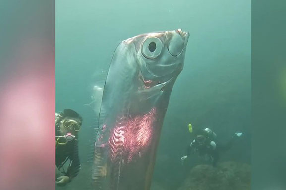 Clip: "Cá tận thế" khổng lồ xuất hiện gần Đài Loan