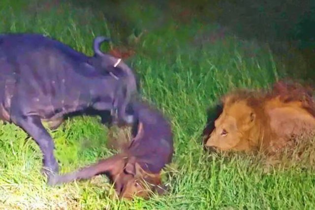 Clip: Thấy con bị sư tử bắt, trâu rừng làm điều khó tin và kết quả đầy bất ngờ