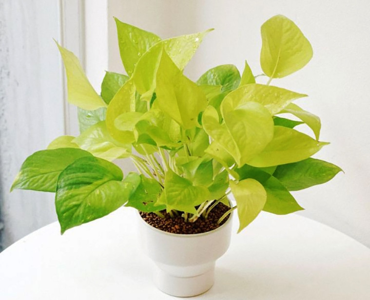 C&#xE1;c lo&#x1EA1;i c&#xE2;y &#x111;&#x1ED9;c kh&#xF4;ng n&#xEA;n tr&#x1ED3;ng trong nh&#xE0; 