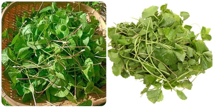 Tác dụng của rau má với sức khỏe - 1