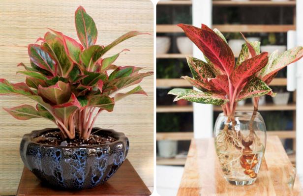 4 loại cây cảnh nghe tên là muốn trồng: Đặt trong nhà giàu sang phú quý hội tụ