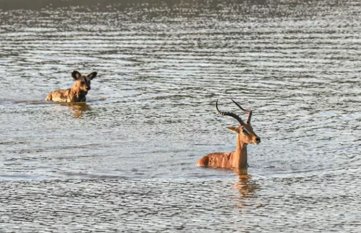 Bí quyết giúp chó hoang trở thành loài động vật săn mồi có tỷ lệ thành công cao nhất