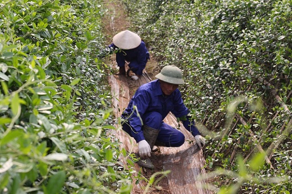 Vì sao "mỏ vàng" dược liệu Việt Nam chưa được khai phá hiệu quả? 