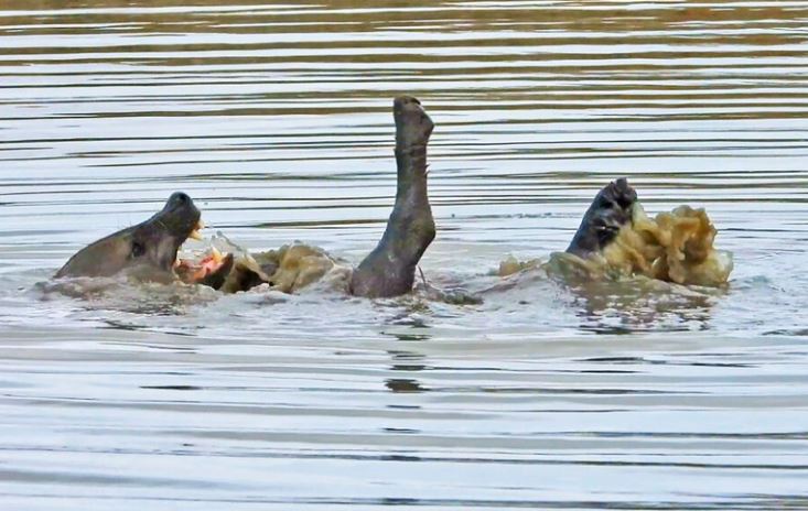 Khách du lịch "trợn tròn mắt" khi lần đầu chứng kiến một con linh cẩu biết... bơi ngửa