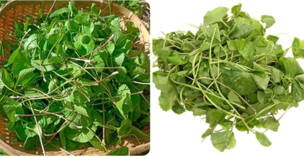 Tác dụng của rau má với sức khỏe