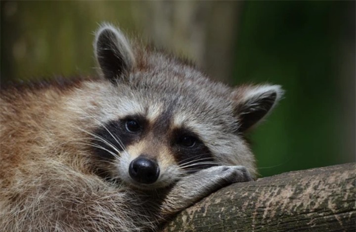 Ngỡ ngàng trước sự huyền bí của loài động vật sống về đêm đẹp nhất thế giới - 7