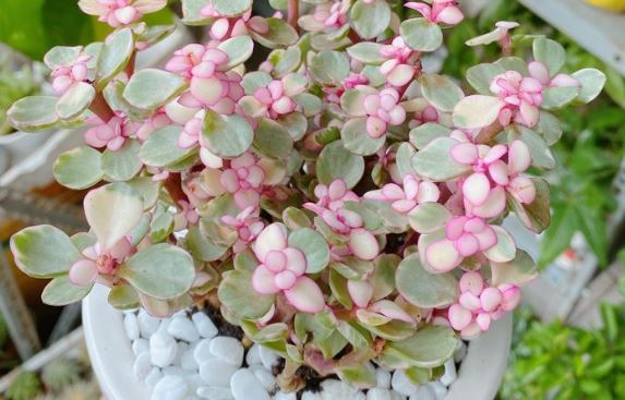 4 loại cây bỗng dưng nở hoa có thể báo hiệu Thần Tài gõ cửa, mang điềm lành cho gia chủ