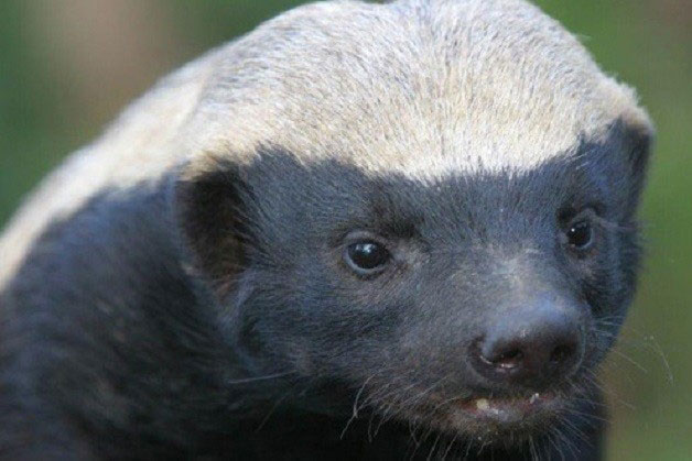 Clip: Lửng mật tấn công sư tử, 'vượt ngục' nhiều lần