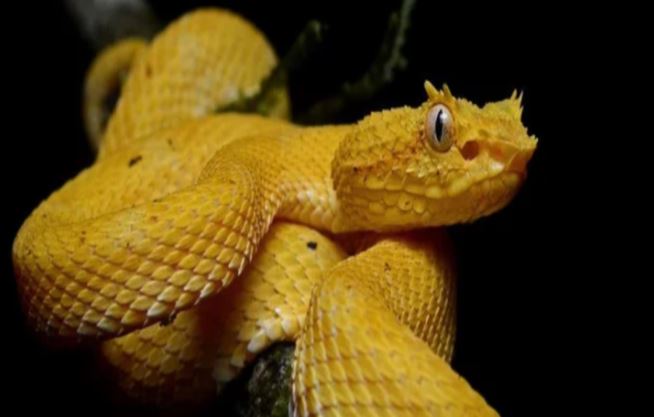 Ngỡ ngàng trước sự huyền bí của loài động vật sống về đêm đẹp nhất thế giới