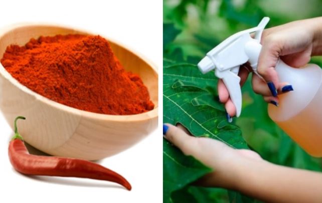 Tưới vài giọt này lên cây, sâu bọ nào cũng không dám tới cắn hoa