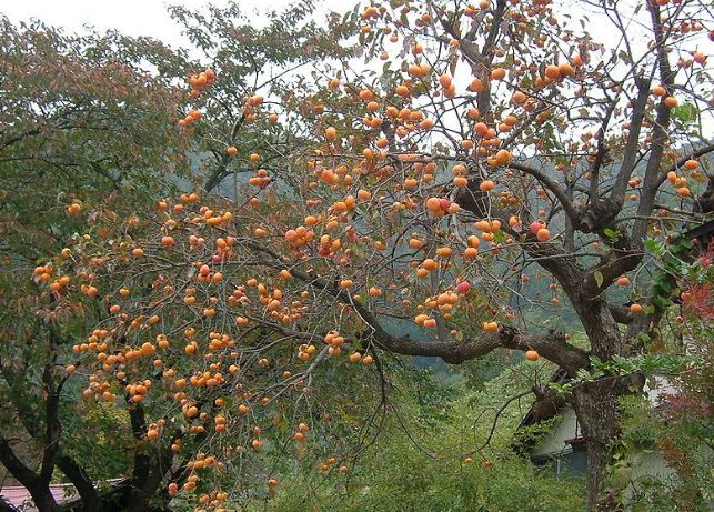 3 loại cây phong thủy thúc đẩy thịnh vượng, giàu sang, nhà có sân rộng nên trồng