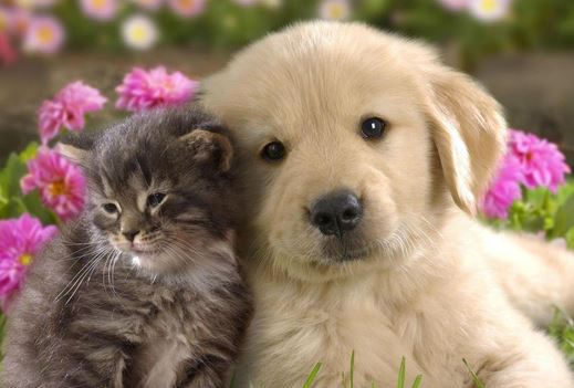 4 tuổi tài vận đỏ rực, khi còn trẻ hấp dẫn, trung niên giàu có sung túc