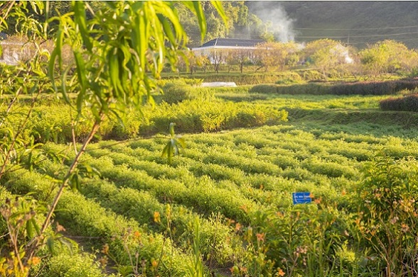 Nhiều quy định được điều chỉnh, “cởi trói” cho doanh nghiệp trồng dược liệu