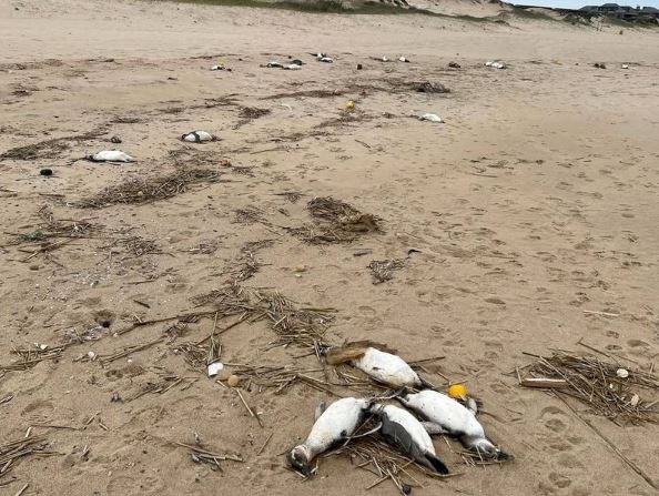 Bí ẩn hàng nghìn con chim cánh cụt chết dạt vào bờ biển Uruguay