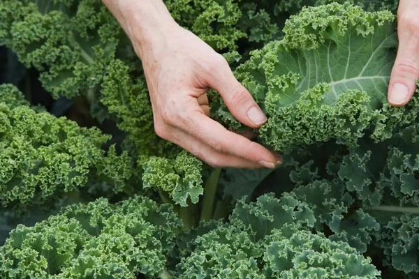 Cải xoăn (cải Kale)