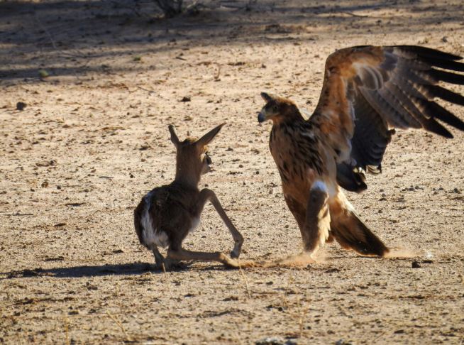 CLIP: Linh dương con dị tật bị bỏ rơi và cái kết cực kỳ thảm khốc