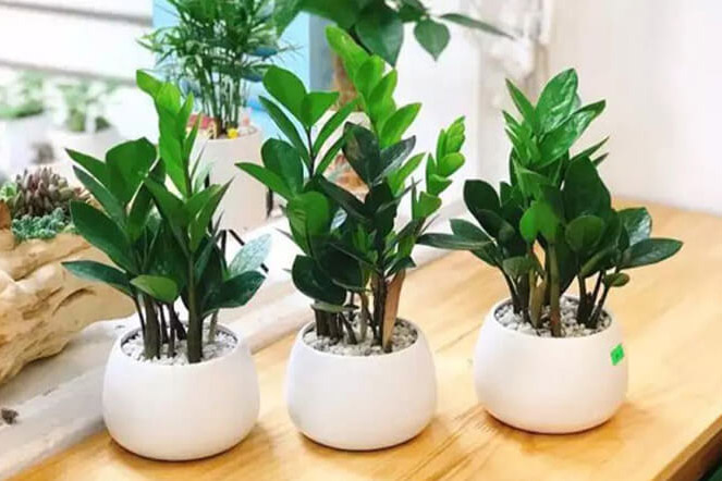 9 loại cây phong thủy những người mệnh Hỏa, mang lại phú quý và tài lộc