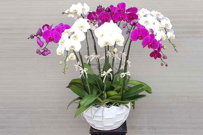 Nh&#x1EEF;ng lo&#x1EA1;i c&#xE2;y phong thu&#x1EF7; cho ng&#x1B0;&#x1EDD;i m&#x1EC7;nh Thu&#x1EF7;