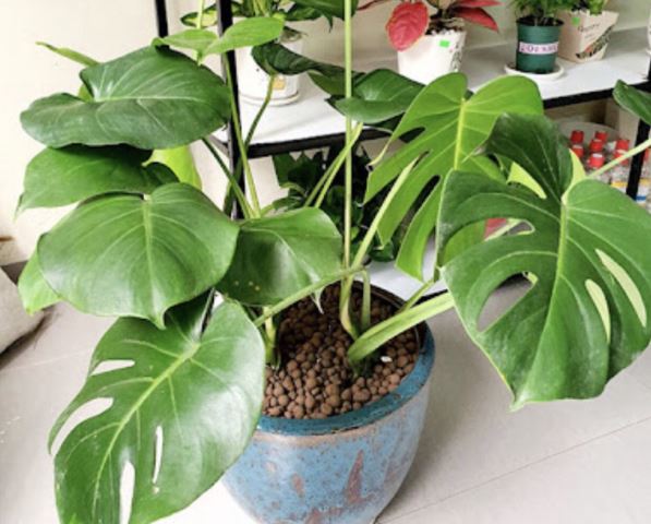 4 c&#xE2;y c&#x1EA3;nh &#x201C;Ti&#x1EC1;n t&#xE0;i, v&#xE0;ng b&#x1EA1;c, ch&#xE2;u b&#xE1;u&#x201D; nh&#xE0; gi&#xE0;u y&#xEA;u th&#xED;ch xem nh&#x1B0; b&#xE1;u v&#x1EAD;t: N&#xEA;n tr&#x1ED3;ng &#xED;t nh&#x1EA5;t 1 c&#xE2;y