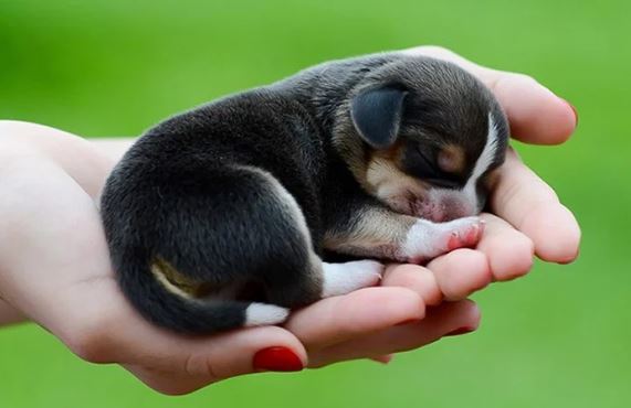 Thời tới cản không nổi, 3 con giáp này vận may tăng vọt trong 5 năm tới