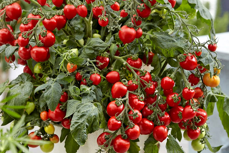 Cách trồng và chăm sóc giúp cà chua sai trĩu quả