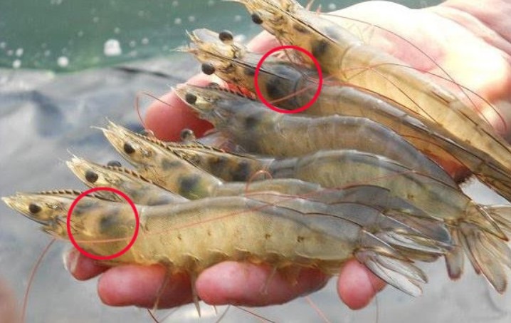 Ăn tôm bấy lâu nay nhưng bạn có biết phần đen ở đầu tôm là gì? Sai lầm của 99% người ăn