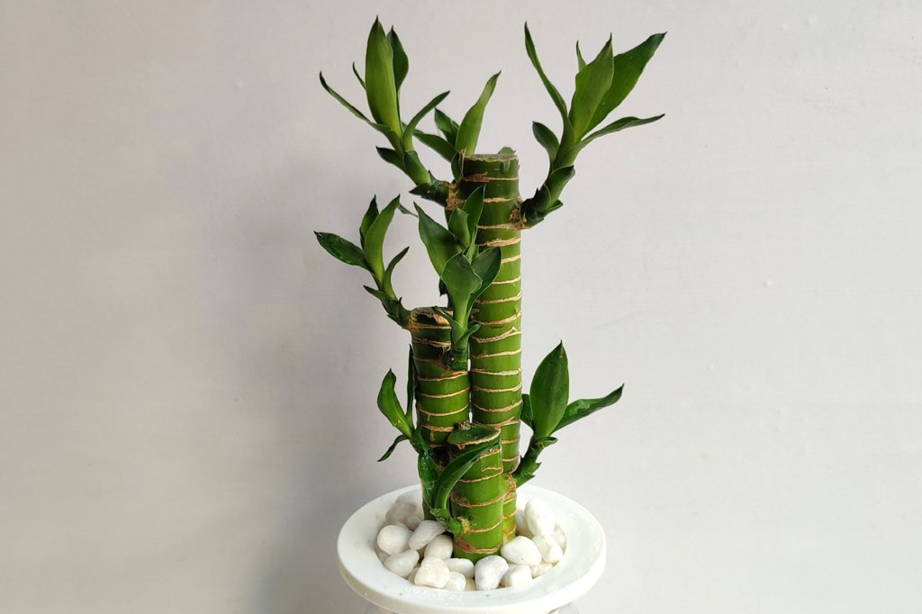 Những loại cây phong thuỷ phù hợp với người mệnh Thổ