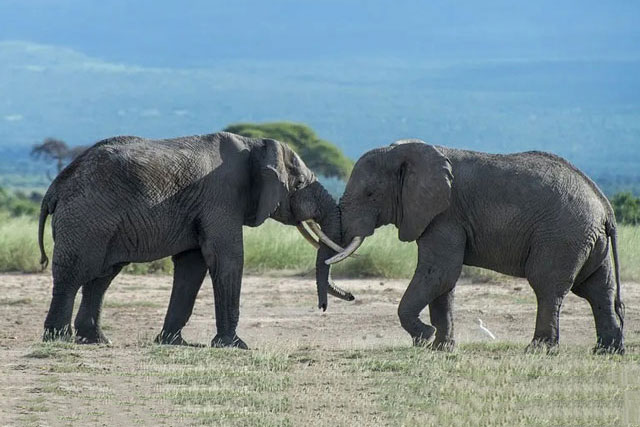 Top 10 loài động vật nặng nhất thế giới