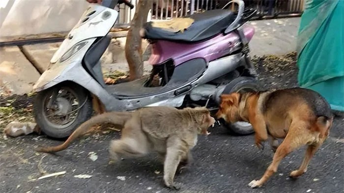 Một số động vật như khỉ có thể báo thù
