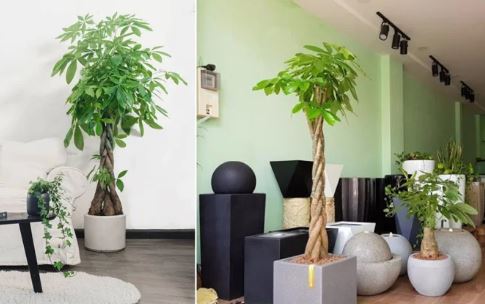 4 cây cảnh “An Khang, Thịnh Vượng, Chiêu Tài, Hút lộc”: Nhà bạn nhất định phải có một cây trong phòng khách