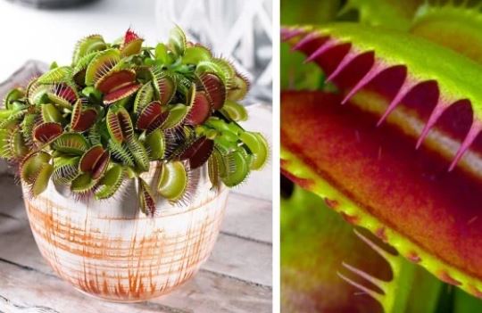 B&#x1EC7; c&#x1EED;a s&#x1ED5; nh&#xE0; gi&#xE0;u th&#x1B0;&#x1EDD;ng &#x111;&#x1EB7;t 6 lo&#x1EA1;i c&#xE2;y c&#x1EA3;nh n&#xE0;y, c&#xE2;y c&#xE0;ng t&#x1B0;&#x1A1;i t&#x1ED1;t c&#xE0;ng h&#xFA;t Th&#x1EA7;n T&#xE0;i