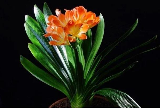 3 c&#xE2;y c&#x1EA3;nh d&#x1B0;&#x1EE1;ng ng&#x1B0;&#x1EDD;i, tr&#x1ED3;ng c&#xE0;ng l&#xE2;u gia ch&#x1EE7; c&#xE0;ng may m&#x1EAF;n, ph&#xFA;c l&#x1ED9;c