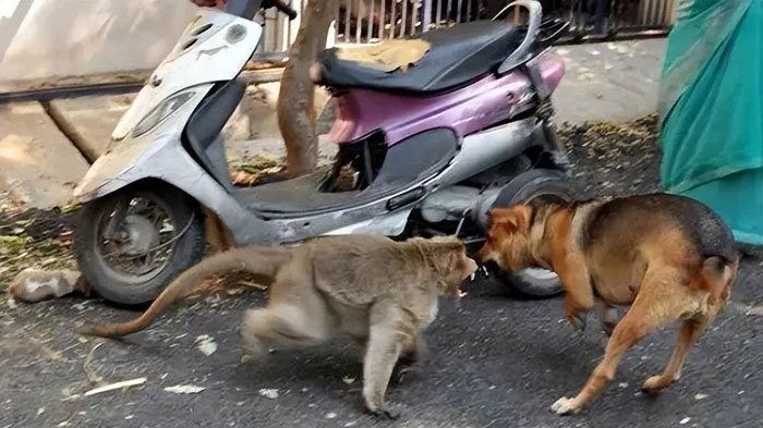 Chiến tranh giữa những loài vật bi thảm, tàn khốc hơn nhiều so với tưởng tượng