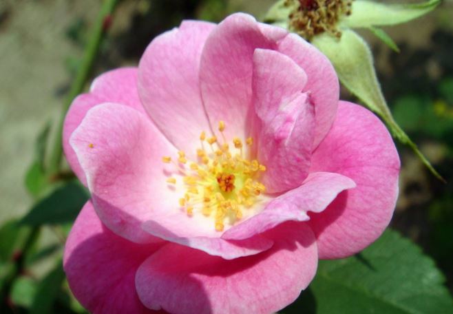 3 ngày sinh được Thần Tài song hành, Thần May Mắn kề bên