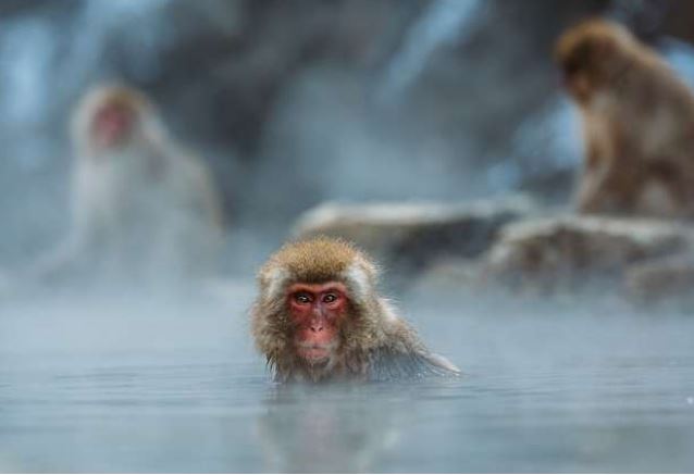 3 con giáp dễ bị nhiễm thói hư tật xấu do ảnh hưởng của môi trường xung quanh