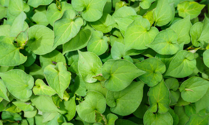 Phụ nữ sau 35t thiếu khí huyết dễ mắc đủ thứ bệnh: Ăn ngay 4 loại rau củ để cải thiện