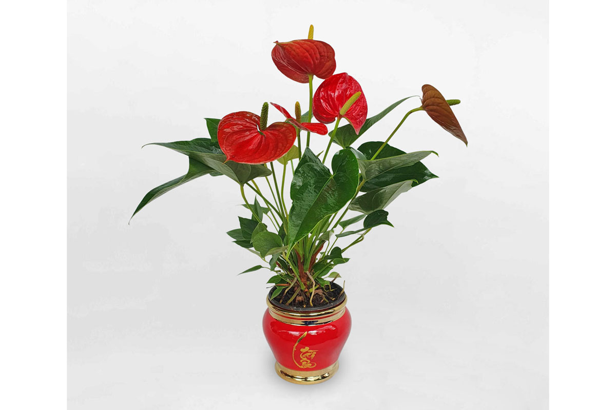 Những loại cây phong thuỷ mang lại tài lộc, may mắn cho người mệnh Hoả