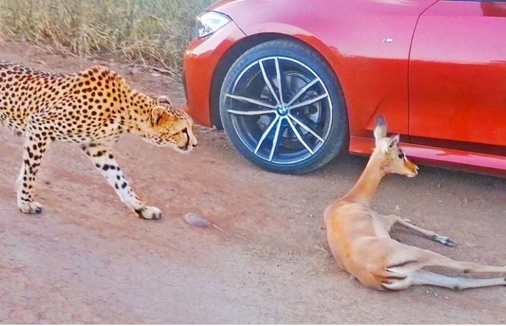 CLIP: Bị báo săn truy đuổi, linh dương gục ngã giữa đoàn xe của khách du lịch