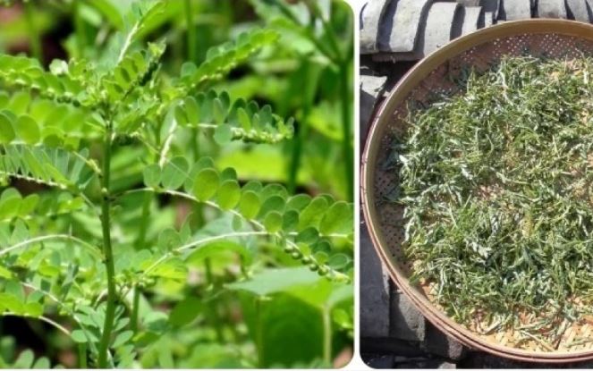 Đừng bỏ qua tác dụng ít ai biết của cây chó đẻ răng cưa