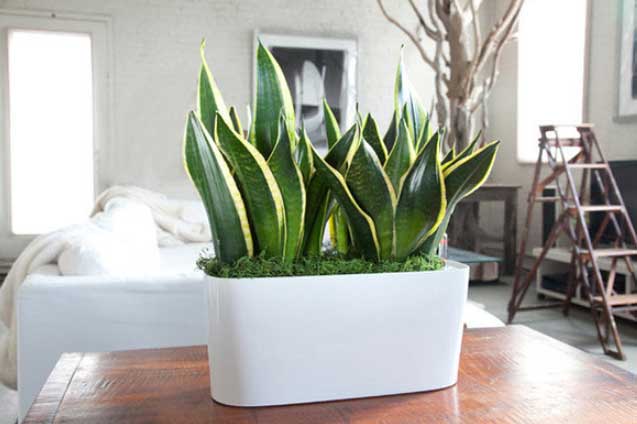 Nh&#x1EEF;ng lo&#x1EA1;i c&#xE2;y v&#x1EEB;a gi&#xFA;p l&#x1ECD;c kh&#xF4;ng kh&#xED; l&#x1EA1;i t&#x1ED1;t cho phong th&#x1EE7;y