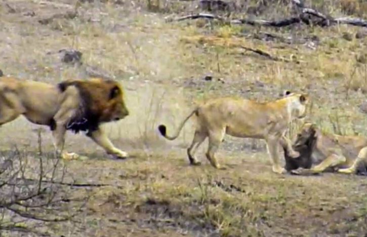 Pha xử lý cồng kềnh của sư tử đực khiến cả đàn phải mất ăn