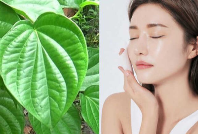 T&#xE1;c d&#x1EE5;ng c&#x1EE7;a l&#xE1; tr&#x1EA7;u trong l&#xE0;m &#x111;&#x1EB9;p