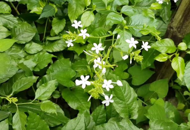 3 loại cây rắn “mê như điếu đổ”, trồng trước cửa như dẫn dụ rắn vào nhà: Muốn bình an nên dẹp ngay