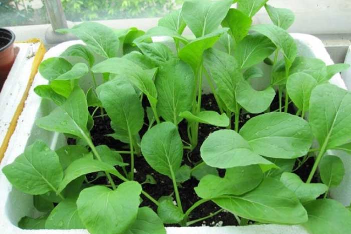 Bí quyết trồng rau cải ngọt trong thùng xốp vừa đơn giản lại có rau ăn quanh năm